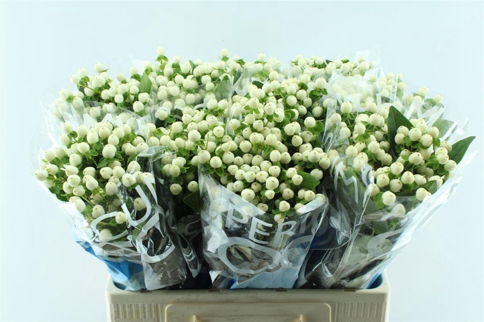 <h4>Hyp Coco Uno White</h4>