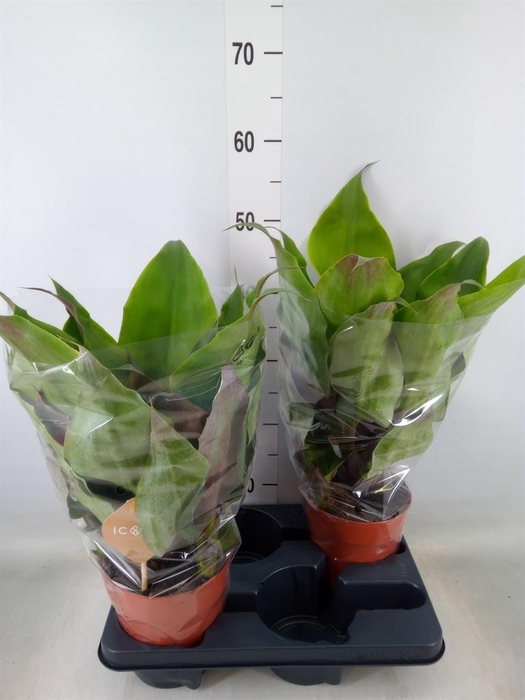 <h4>Aechmea tayoensis</h4>