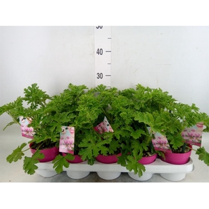 Pelargonium graveolens