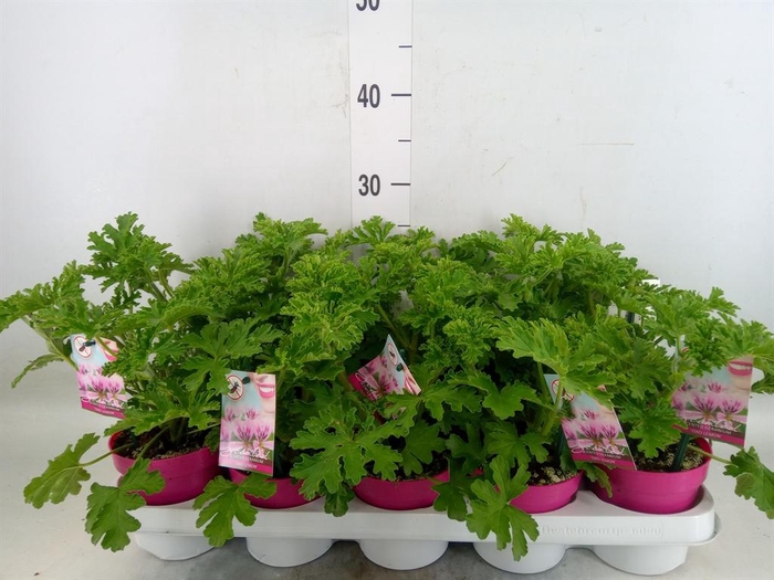 <h4>Pelargonium graveolens</h4>