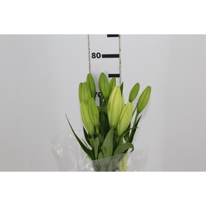 LIRIO ASOPUS 080 CM HT 2/3 FLS