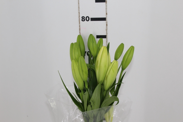 <h4>LIRIO ASIATICO SCANSANO 080 CM HT 2/3 FLS</h4>