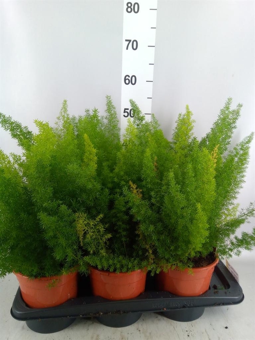 <h4>Asparagus dens. 'Meyers'</h4>