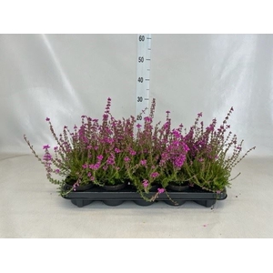 Erica cinerea 'Pallas'
