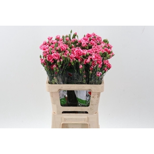 Di Tr Cosmo Cherry x20