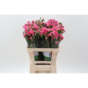 Di Tr Cosmo Cherry x20