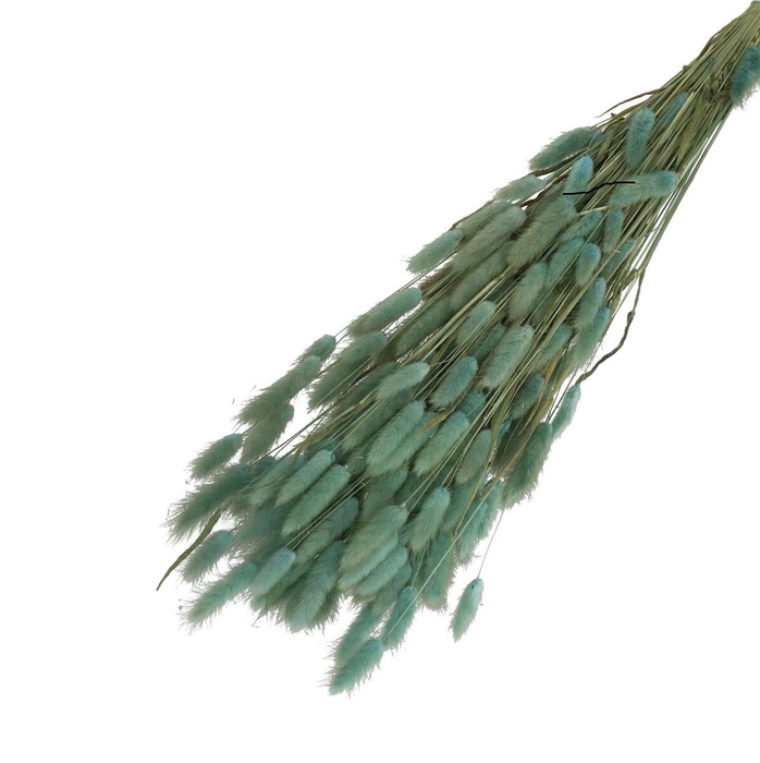<h4>Droogbloem Lagurus 65cm 100g</h4>