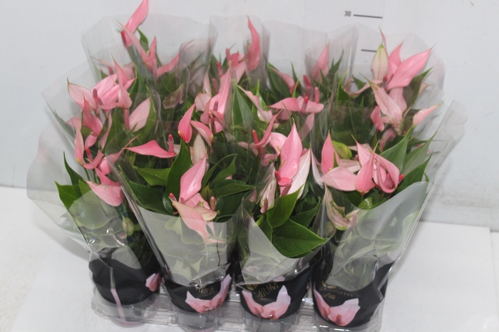 <h4>ANTHURIUM LILLI P09 PREMIUM</h4>