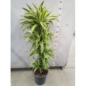 Dracaena fr de 'LemonLime'