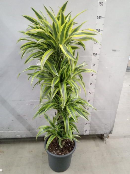 <h4>Dracaena fr de 'LemonLime'</h4>