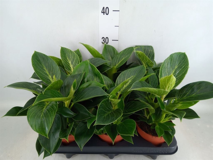 <h4>Philodendron   ...</h4>