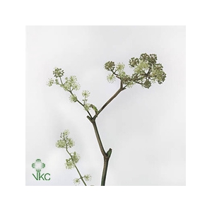 ARALIA 40CM REBUS GREENS