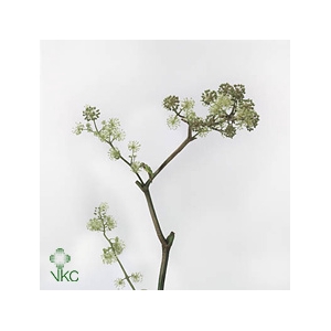 ARALIA 40CM REBUS GREENS