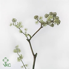 <h4>ARALIA 40CM REBUS GREENS</h4>