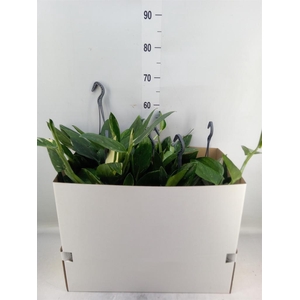 Philodendron  'Cobra'