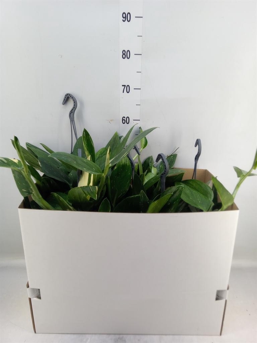 <h4>Philodendron  'Cobra'</h4>