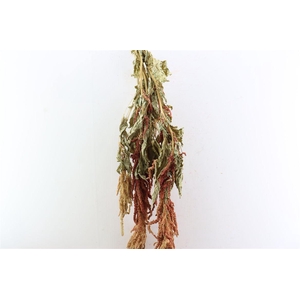 Dried Amaranthus Caud. Red Bunch