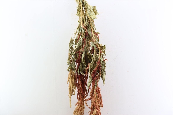 <h4>Dried Amaranthus Caud. Red Bunch</h4>