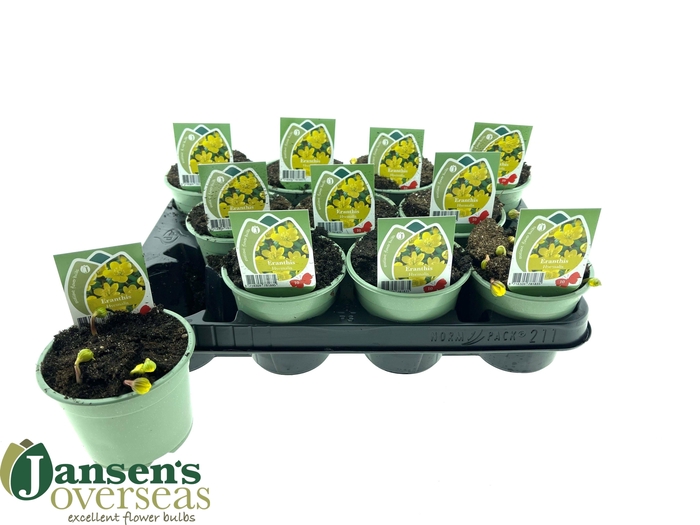 <h4>ERANTHIS HYEMALIS</h4>