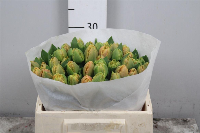 <h4>Tu Fr Brisbane</h4>