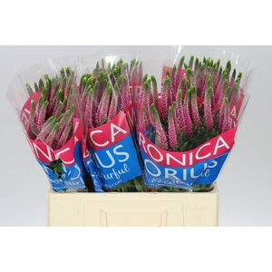 Veronica Artist Pink X 25