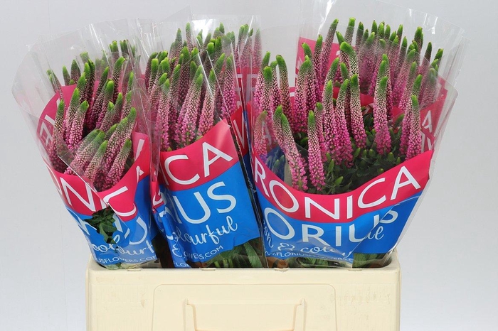 <h4>Veronica Artist Pink X 25</h4>