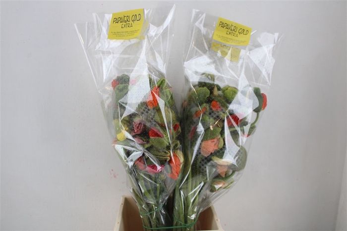 <h4>Papaver Mixed Super P Stem</h4>