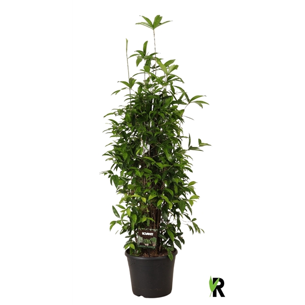 <h4>Dracaena Surculosa vertakt</h4>