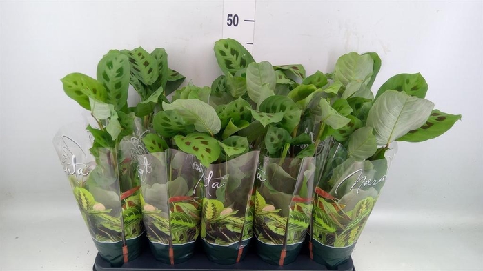 <h4>Maranta leuc. 'Kerchoveana'</h4>