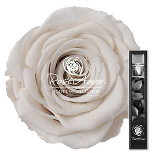 30cm Stem Whi04
