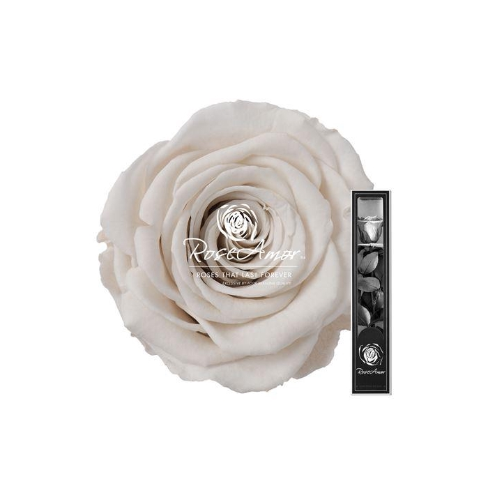 <h4>30cm Stem Whi04</h4>