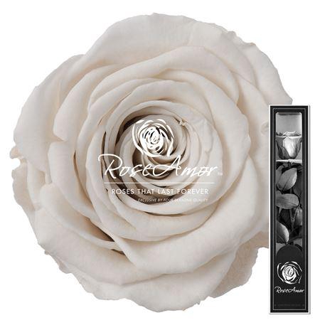 30cm Stem Whi04