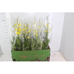 ONCIDIUM ALOHA P15