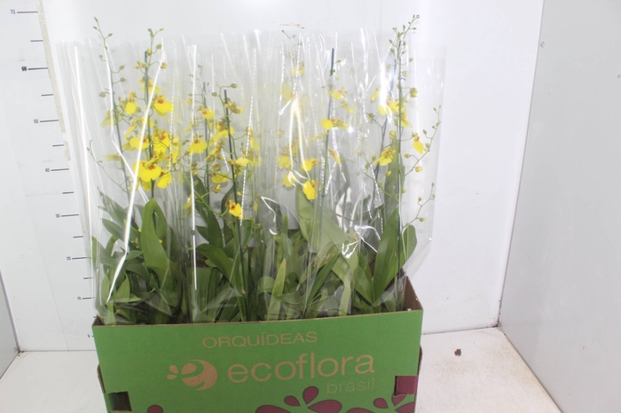 <h4>ONCIDIUM ALOHA P15</h4>