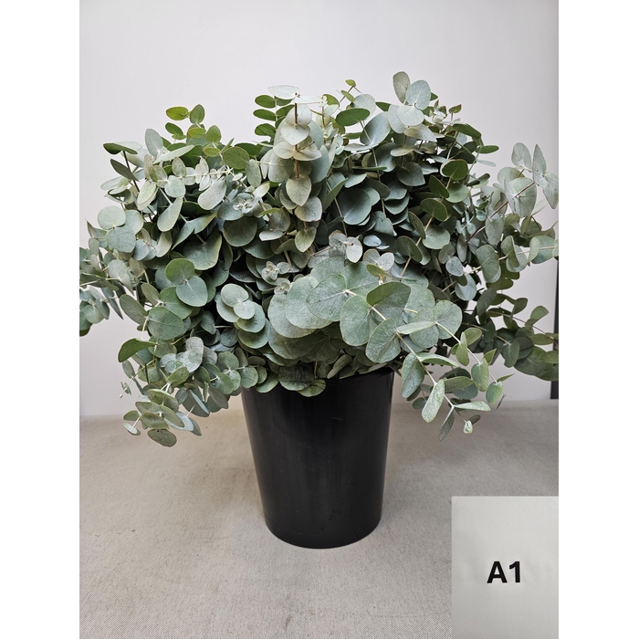 <h4>EUC CINEREA PER STEEL -IT-</h4>