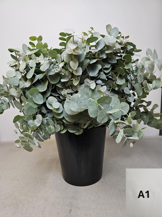 EUC CINEREA PER STEEL -IT-