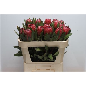 Protea Red Ice