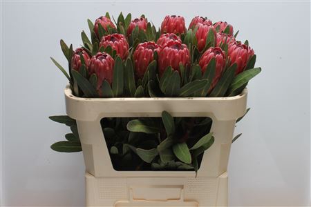 Protea Red Ice