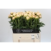 Paeonia In Full Sail