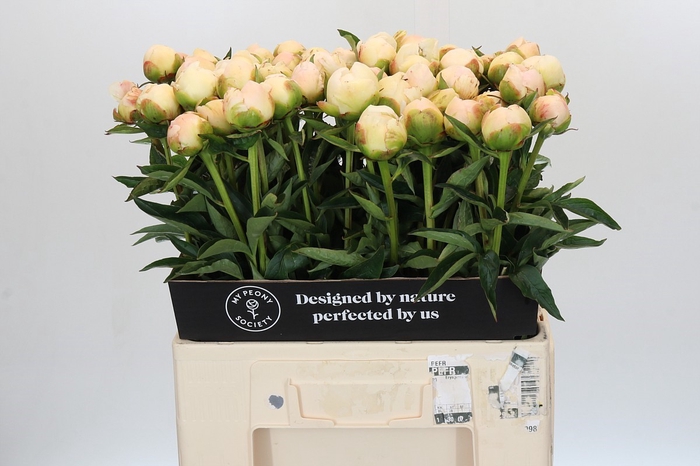 Paeonia In Full Sail