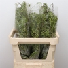 Rosa Corallo Green