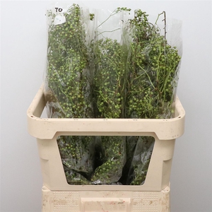 Rosa Corallo Green