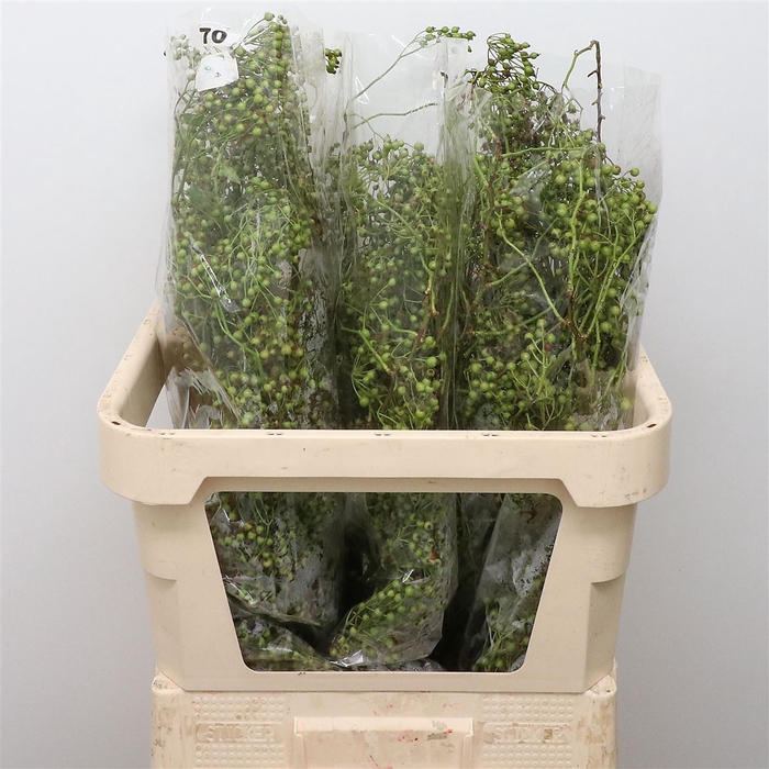 <h4>Rosa Corallo Green</h4>