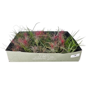 tillandsia mix x50