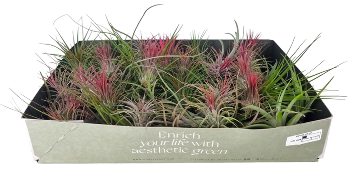 <h4>tillandsia mix x50</h4>