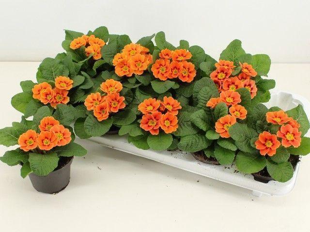 <h4>PRIM AC COTTAGE</h4>