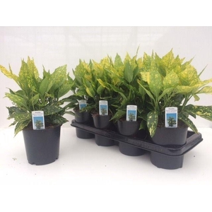 AUCUBA J CROTONIFOLI