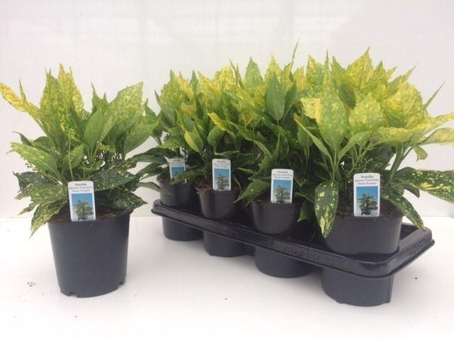 <h4>AUCUBA J CROTONIFOLI</h4>