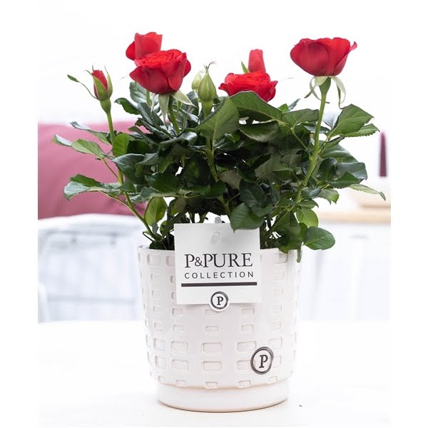 <h4>Rosa red in P&PURE Floor ceramics white</h4>