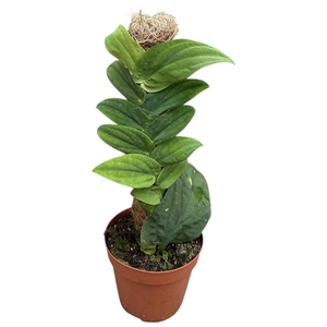 Rhapidpaphora Korthalsii